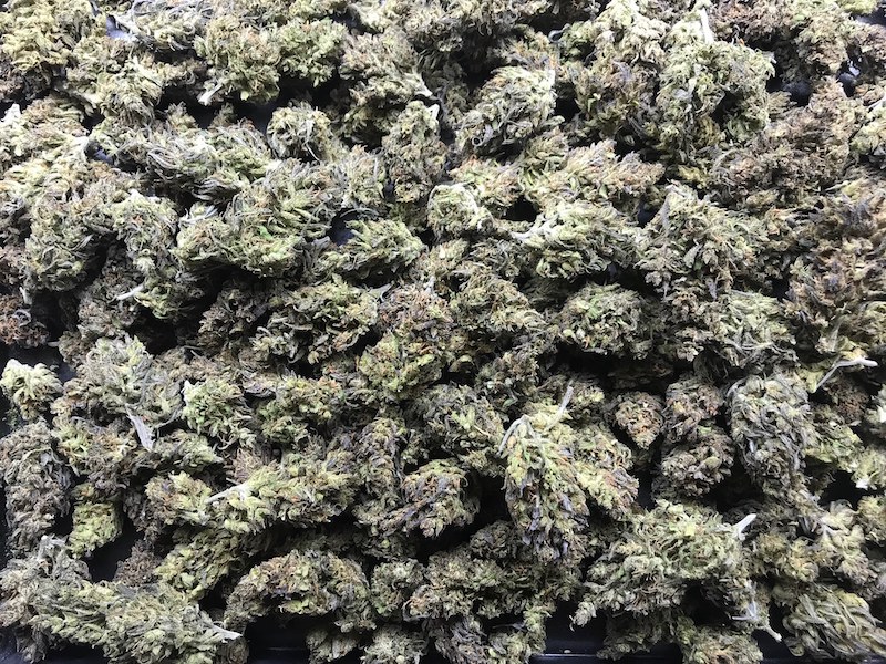 Track Farms About CBD